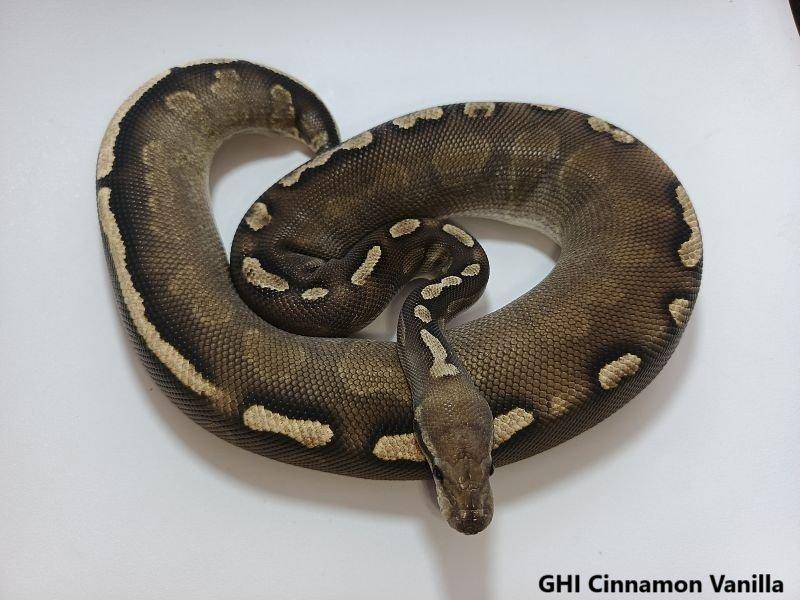Python regius