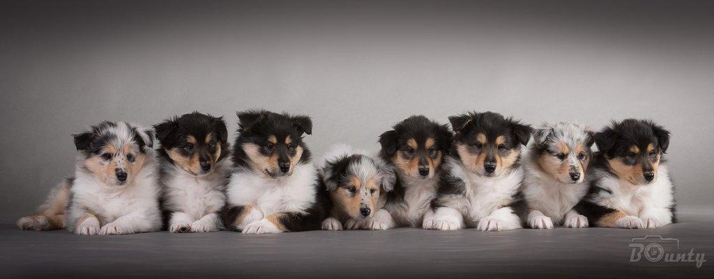 Dlouhosrstá kolie - štěňátka s PP