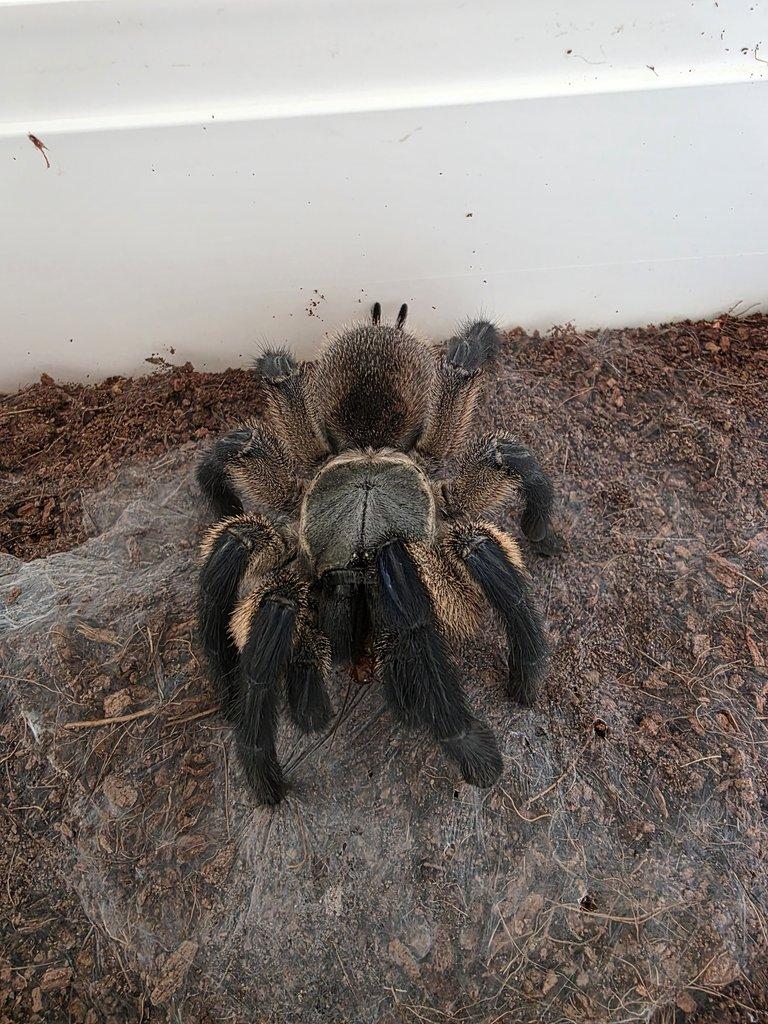 Monocentropus balfouri-samice