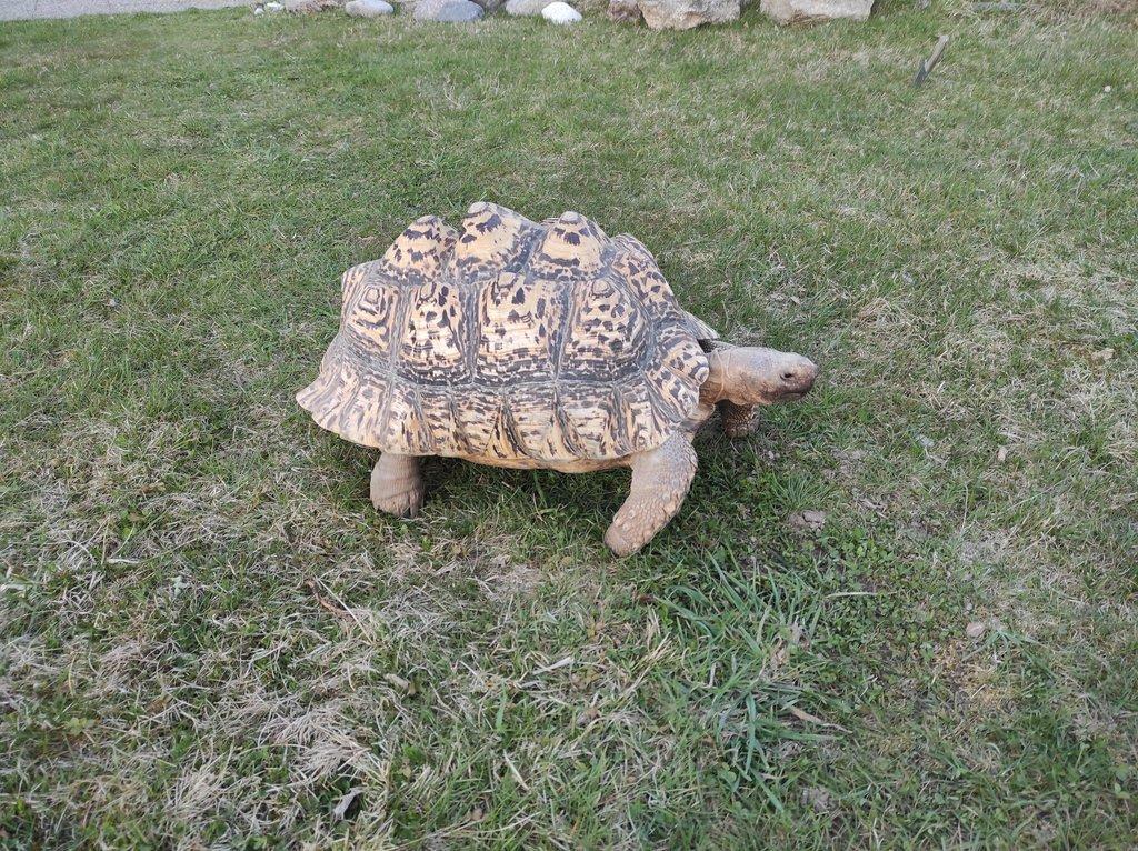 Želva pardálí