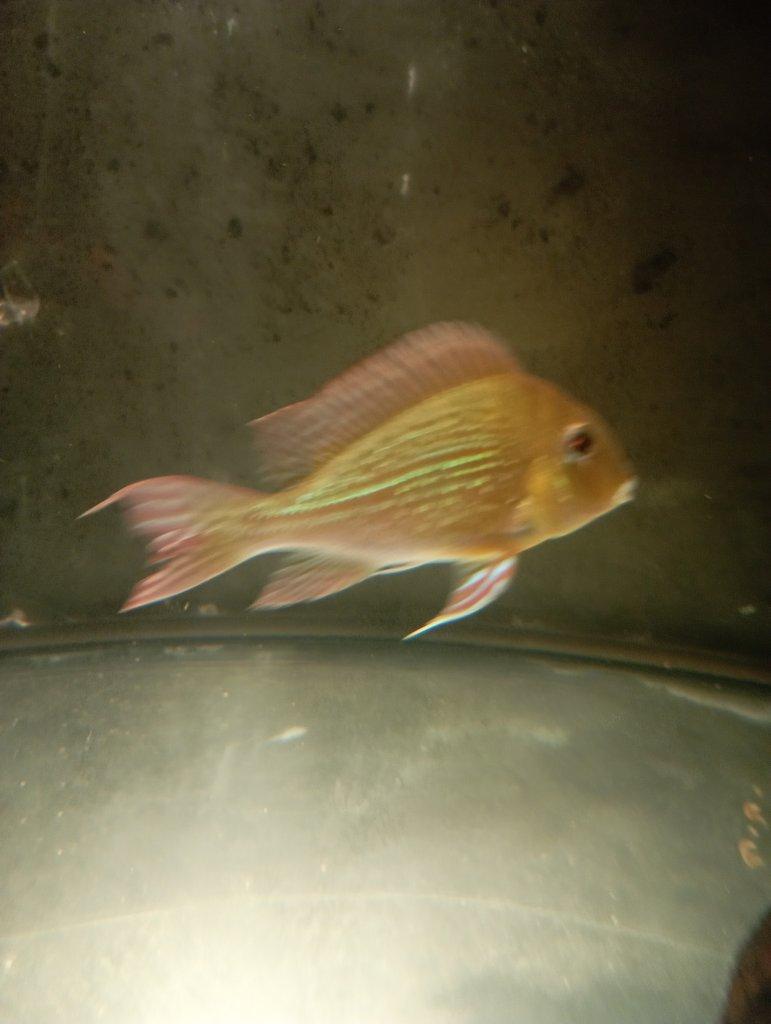 Geophagus sveni Rio parana chovný pár +4ks