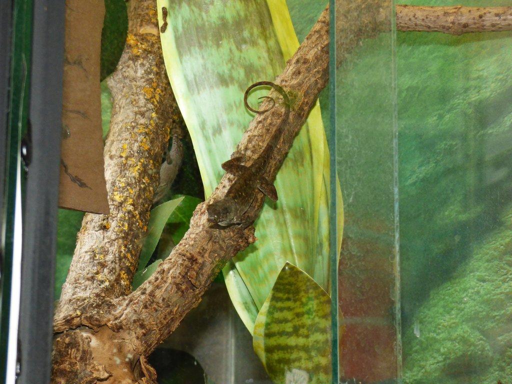 Anolis šedý (Anolis sagrei)