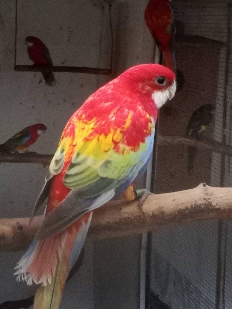 Prodám roselu gold gold opalin