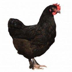 Kuřata , kuřátka nosnic Dominant