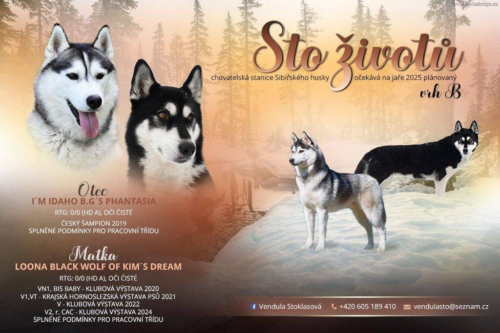 Štěňata Sibiřský husky