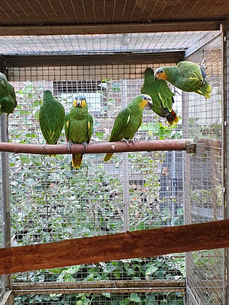 Prodám letošní amazoňany oranžovokřídlě