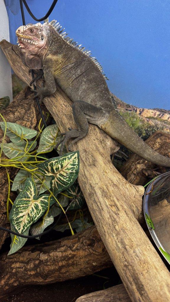 1.1 Iguana delicatissima NZ 9/2022
