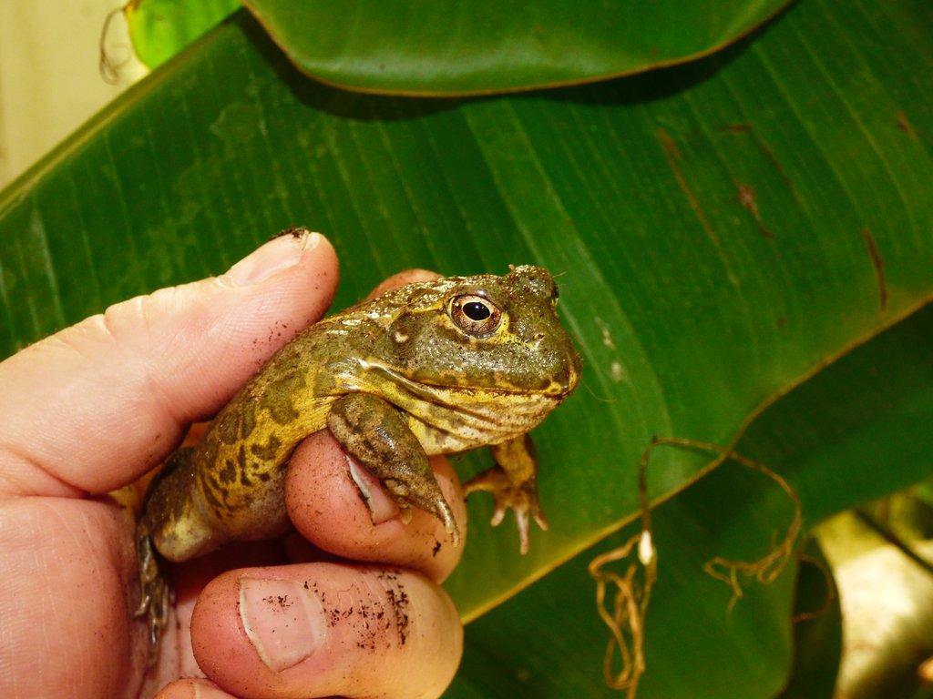 Hrabatka drsná (Pyxicephalus adspersus)