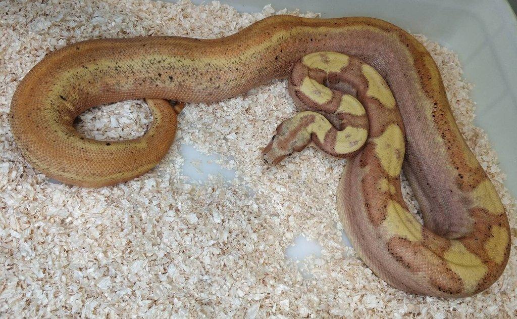 Boa imperator - Paraglow Motley Jungle, Sunglow Motley
