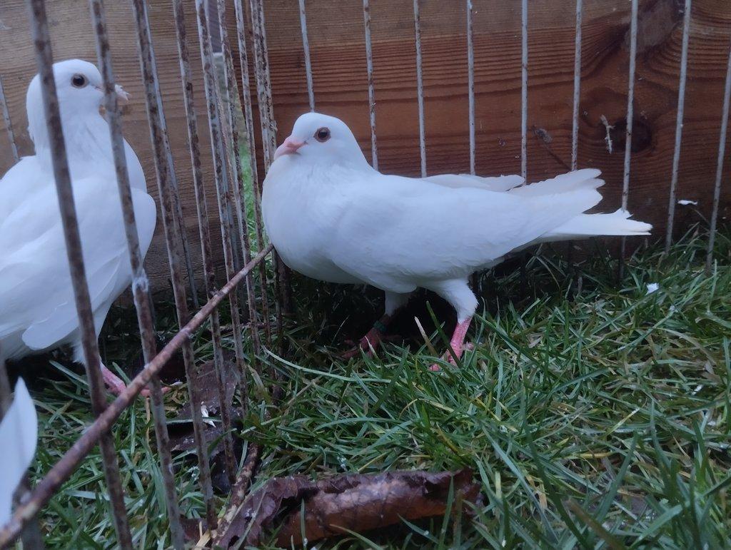 Prodám České stávaky