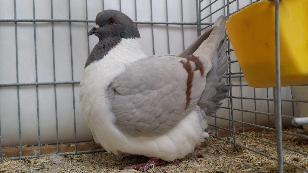 Prodám krásné holuby - různé druhy, chovné páry i výletky