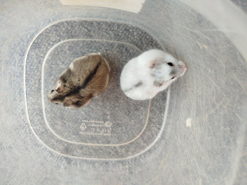 Křečík džungarský