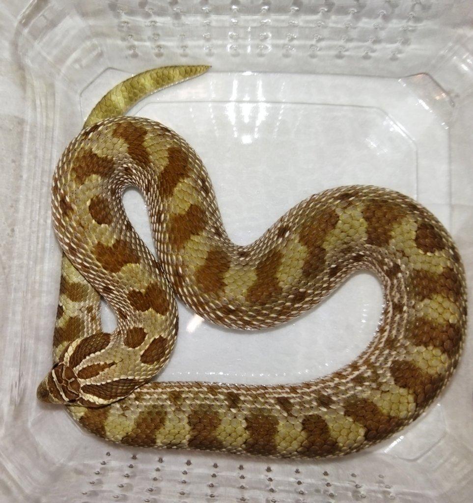 Heterodon nasicus Anaconda