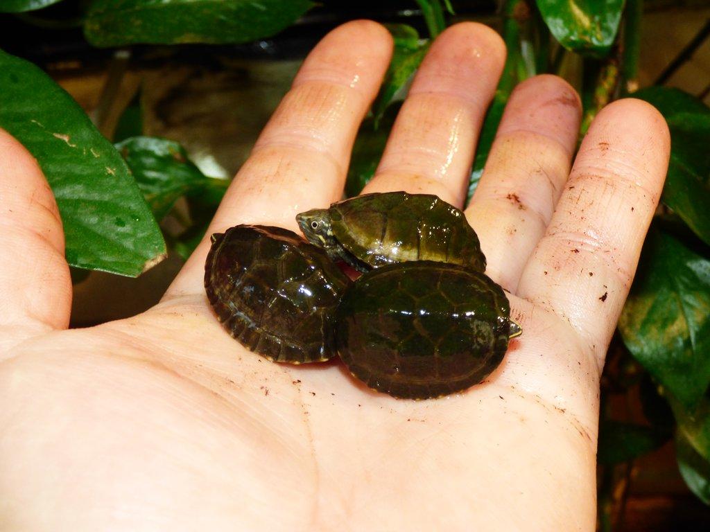 Klapavka obecná (Sternotherus odoratus)