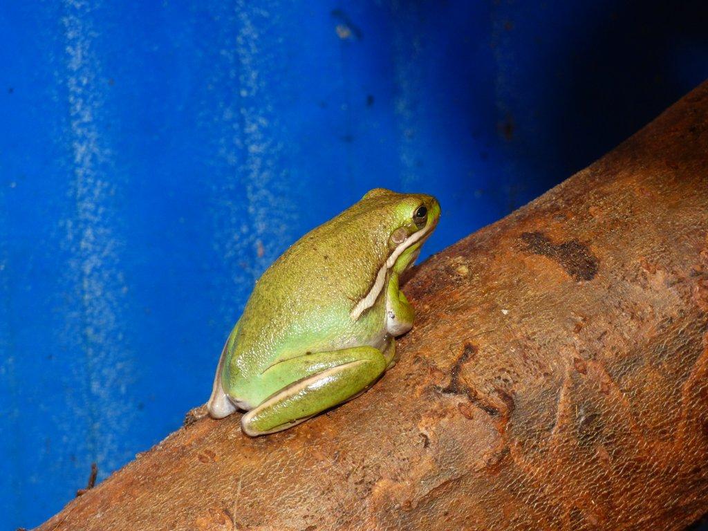 Rosnička karolínská (Hyla cinerea)