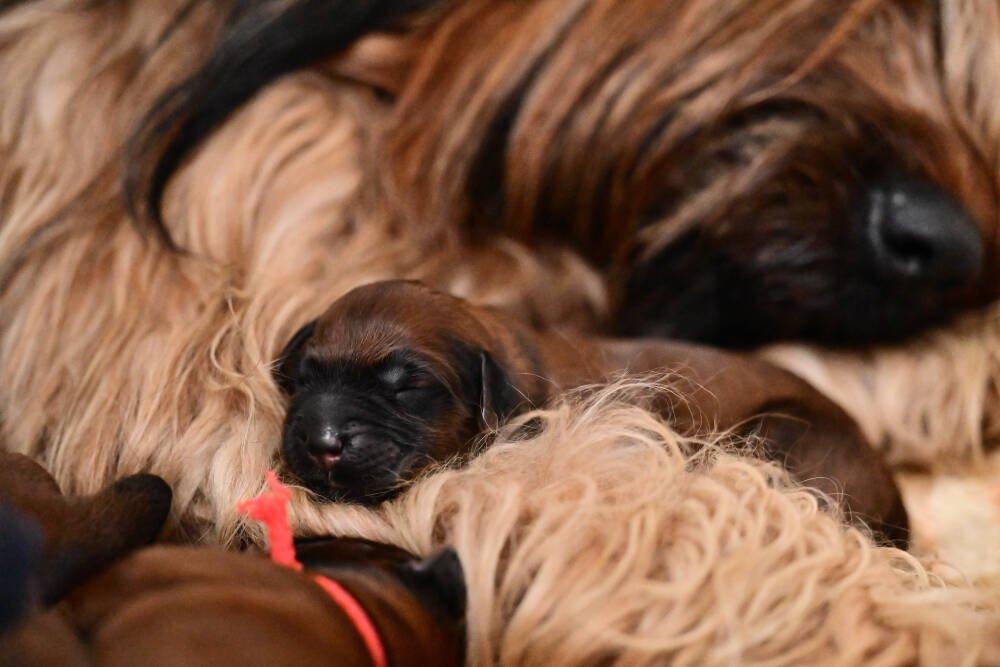 Briard - plavá štěňátka