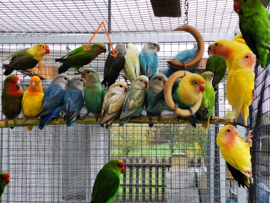 Agapornis růžohrdlý 2025