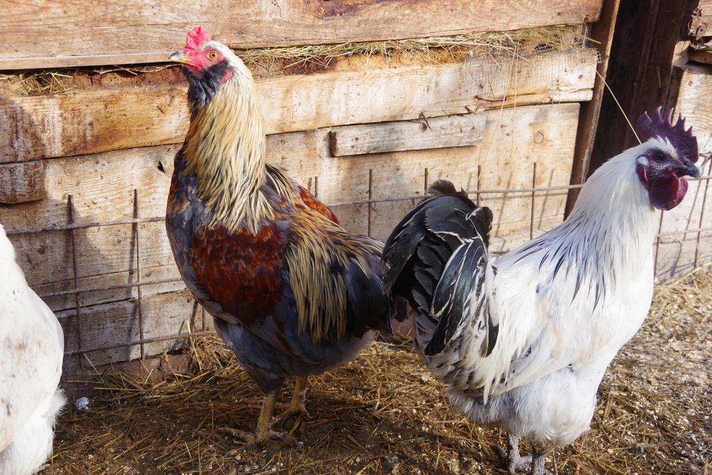 kohout araukana x maranska