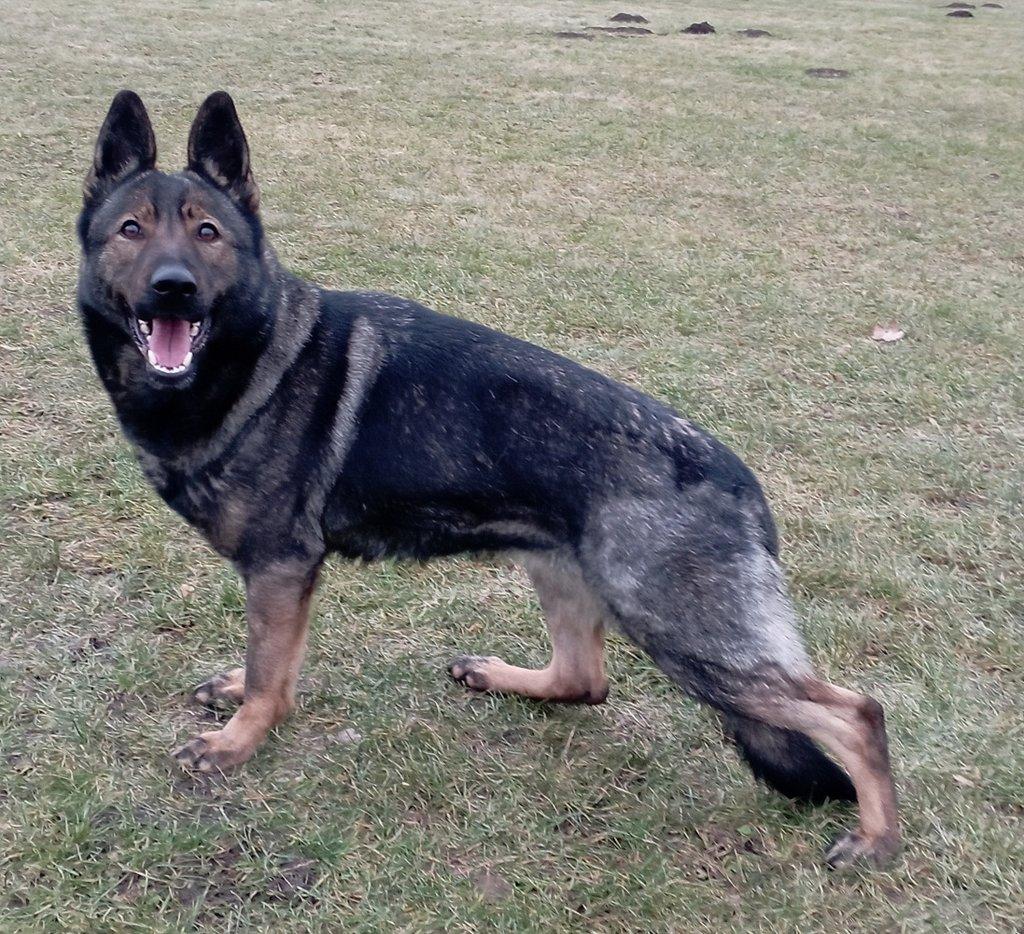 Německý ovčak štěnata z pp