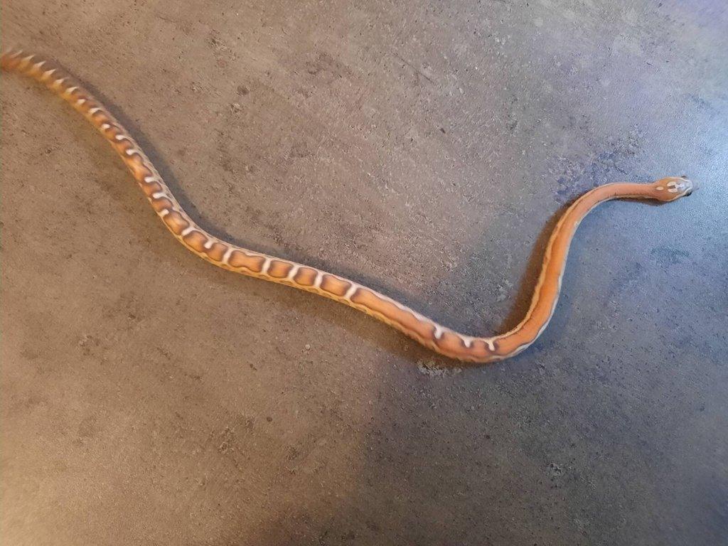 Užovka červená scaleless