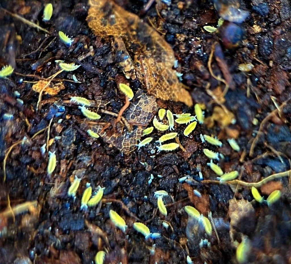 Isopody do terárií i hobby,chvostoskoci bílí i barevní - Živá exotika 7.3.,stůl J05