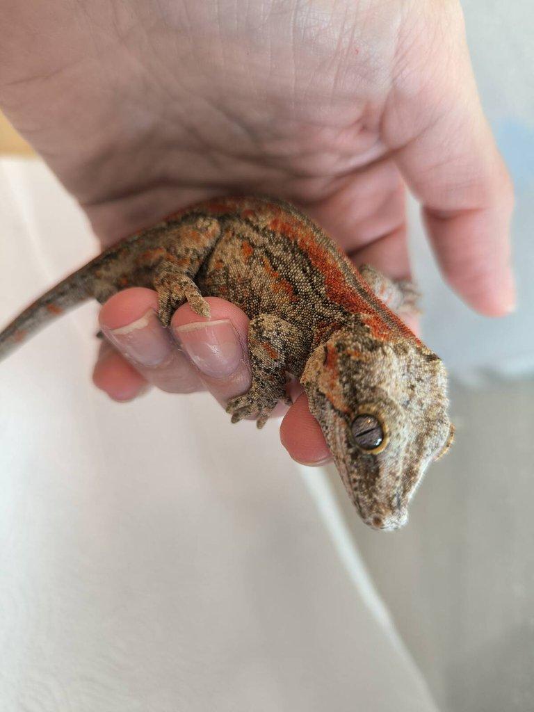 Rhacodactylus auriculatus