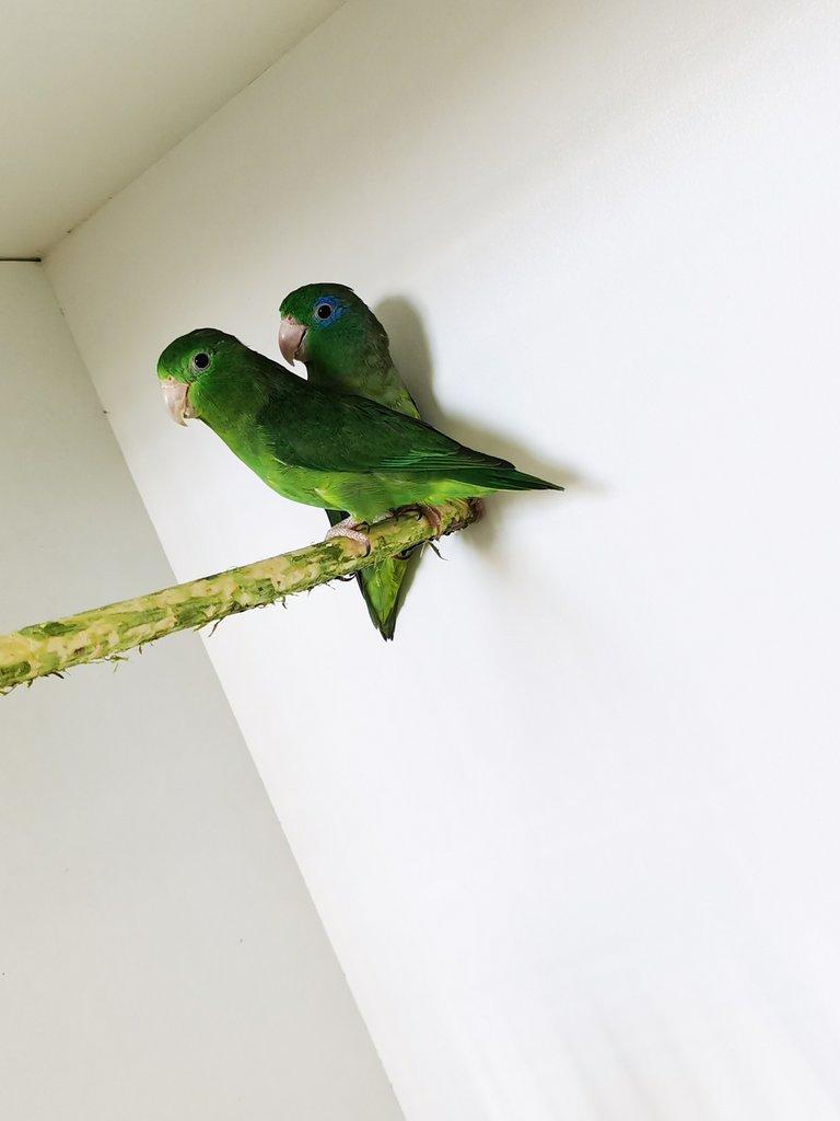 Papoušíček brýlatý 2025