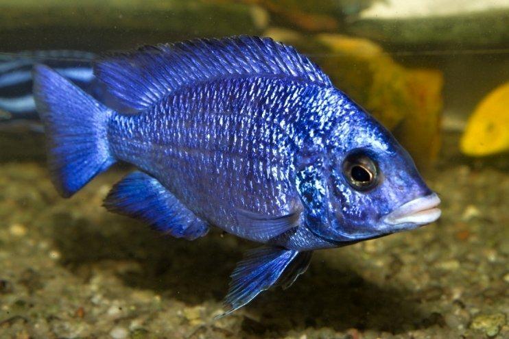 Placidochromis phenochilus Mdoka "White Lips"