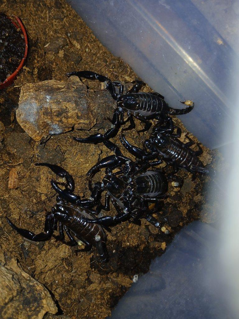 Nabídka štírů  Ž. E. 11. 4.