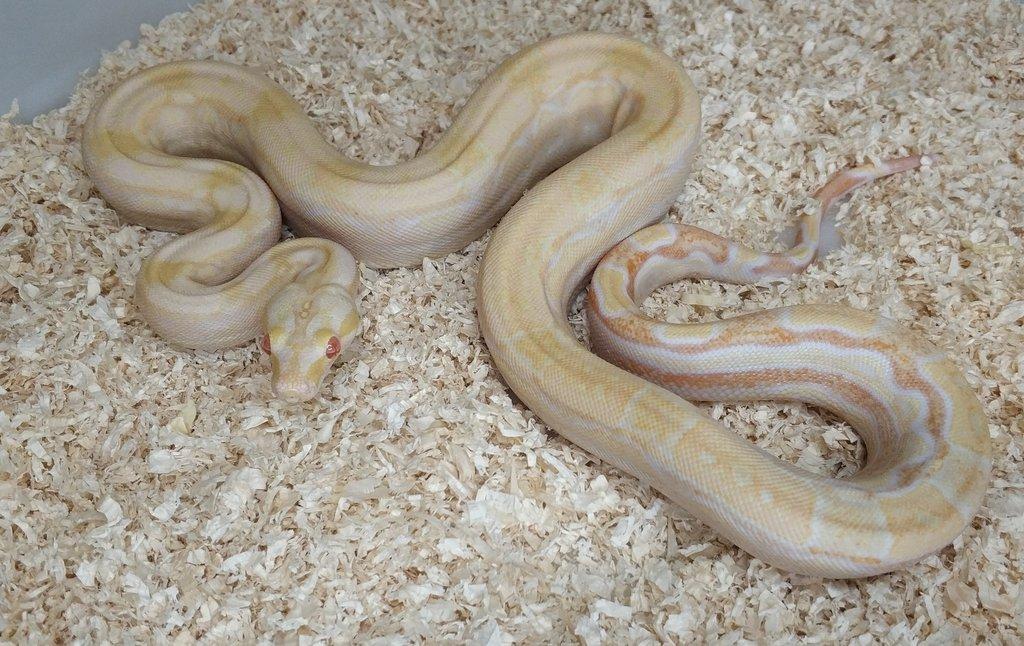 Boa imperator - Hypo Arabesque Keltic het Sharp Albino