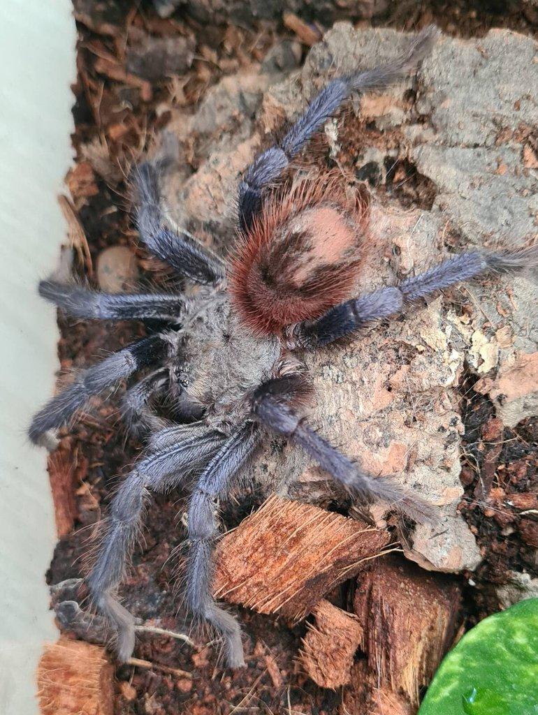 Pterinopelma sazimai