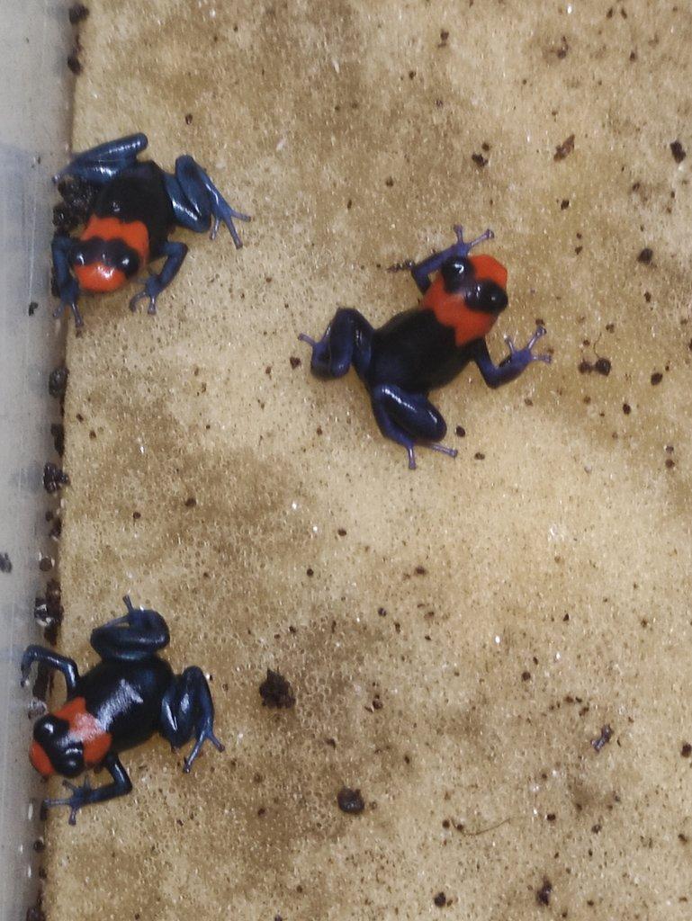 Ranitomeya benedicta "Pampa Hermosa"
