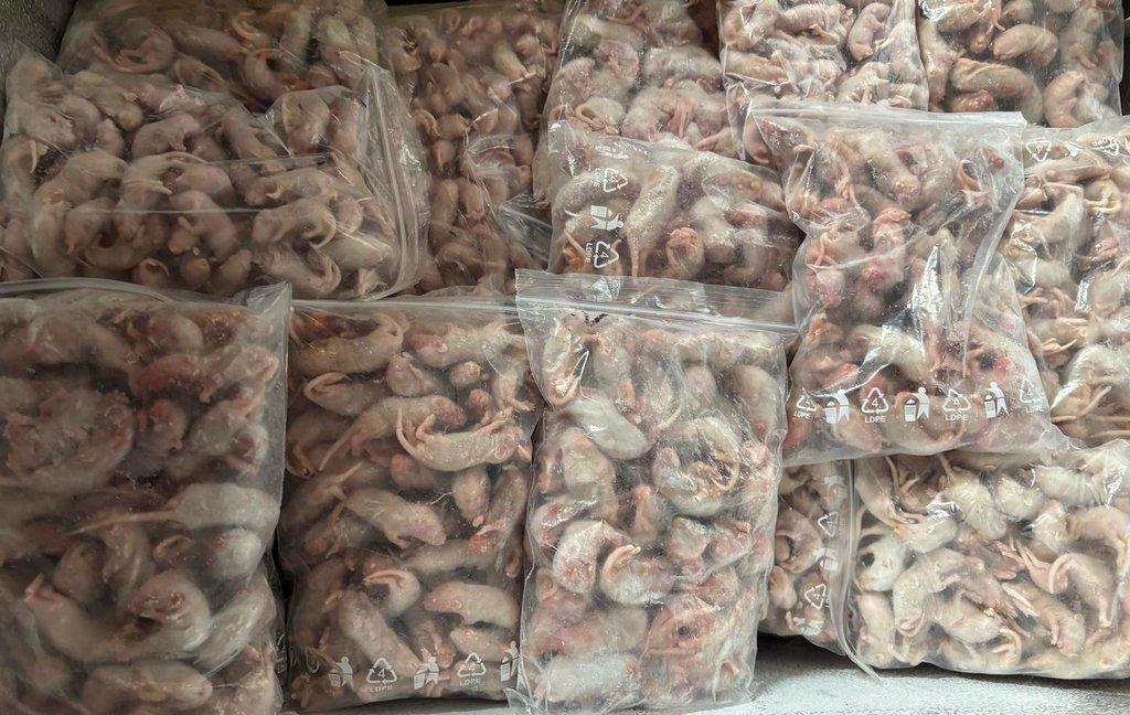 Prodám mražené myši