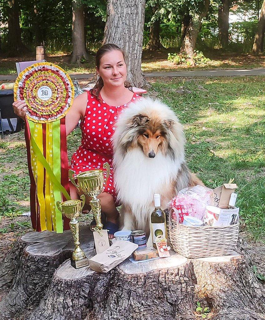 Dlouhosrstá kolie - štěňátka s PP