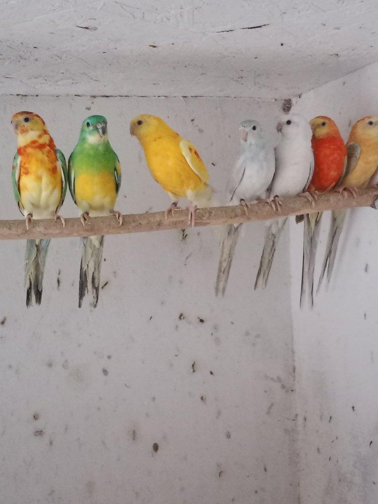 Prodám  papoušek zpěvavý