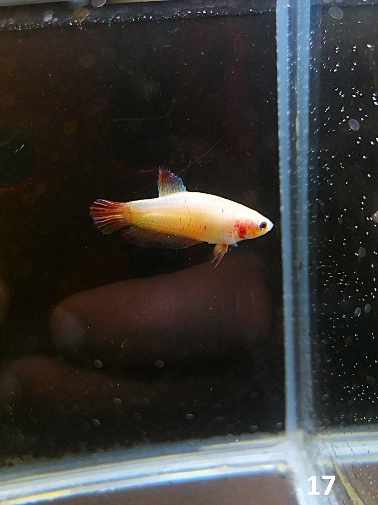 Betta Splendens - Samci