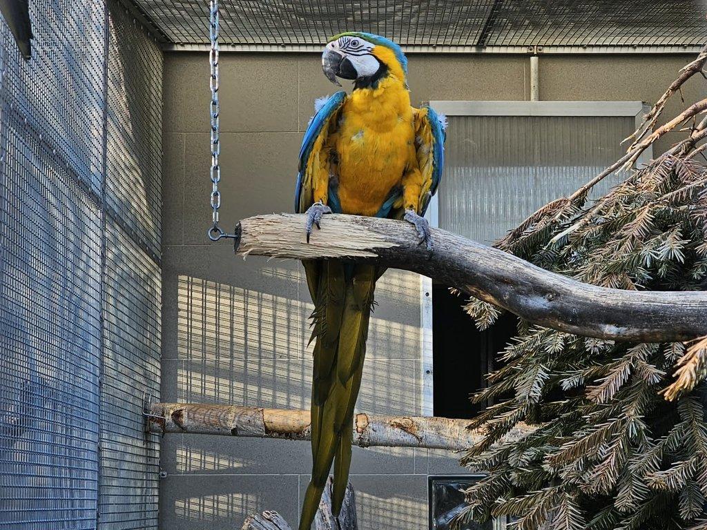 Ara ararauna 1,0 (2024) pod rodiči