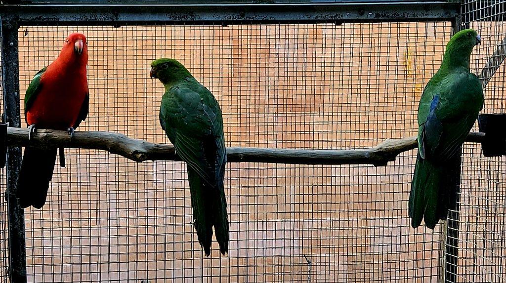 Papoušek královský