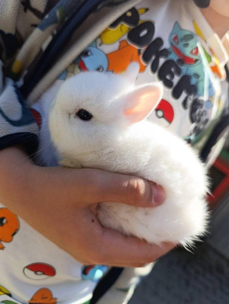 Prodám Hermelín modrooký