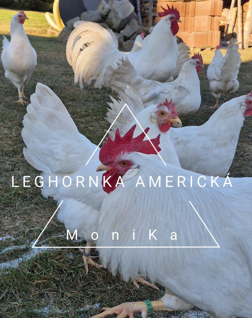 Násadová vajíčka leghornka americká bílá