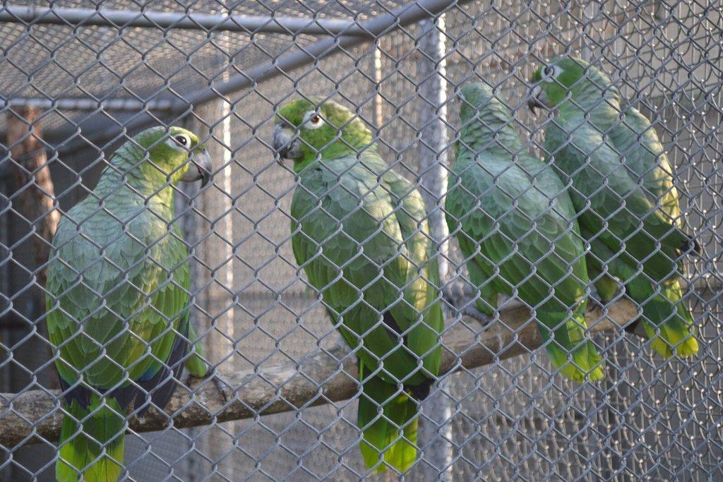 Amazona.f.farinosa