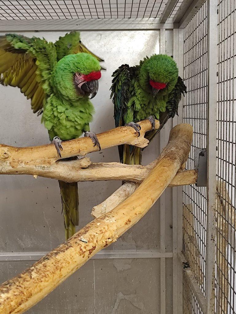 ARA Militaris – ARA vojenská