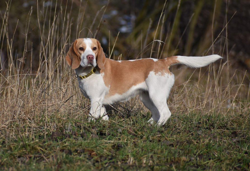 Beagle