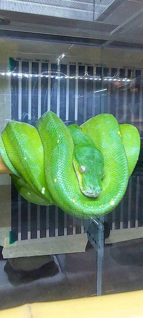 Morelia viridis
