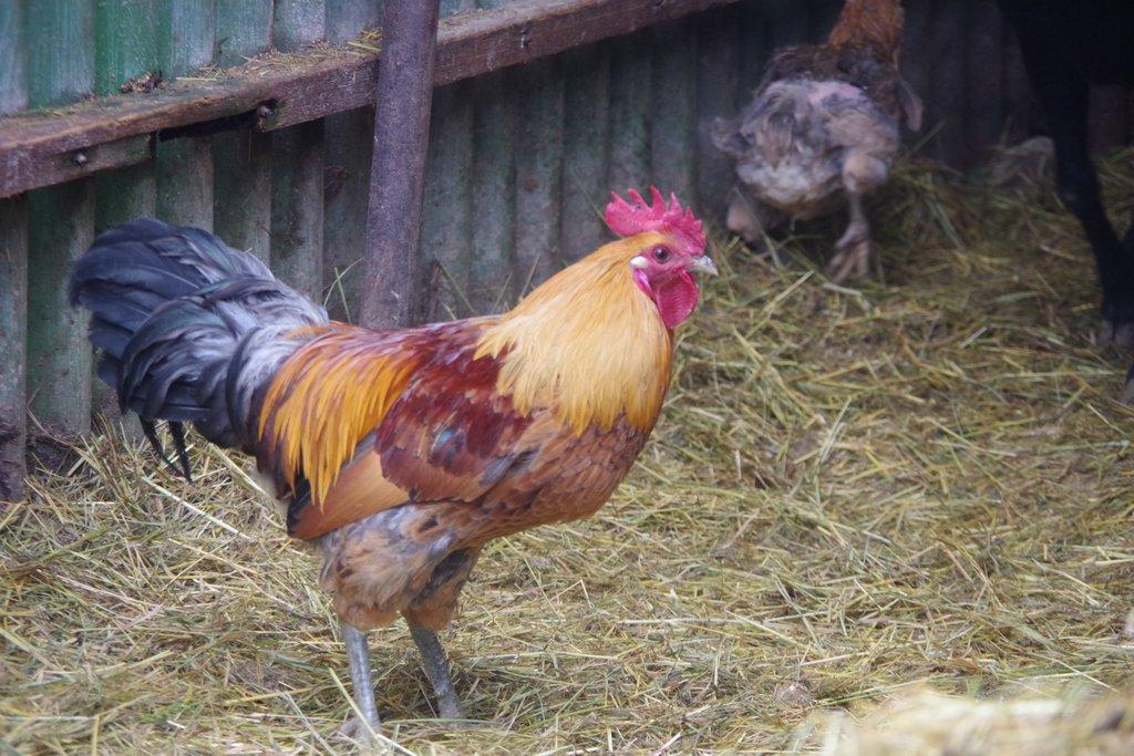 kohout - kříženec ayam ketawa