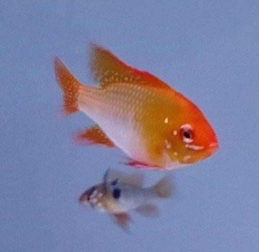 Mikrogeophagus ramirezi