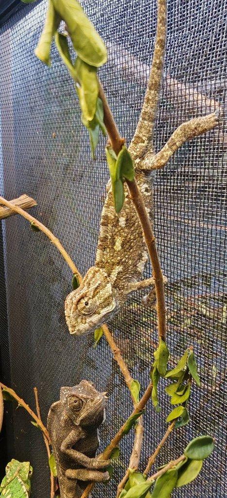 Chameleon Obecný - Chamaeleo Chamaeleon exkluzivní odchov.