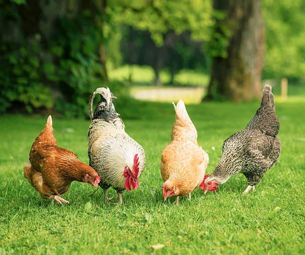 Slepice Dominanty - Darkshell - Greenshell - Sussex - Leghorn - prodej i o svátek!