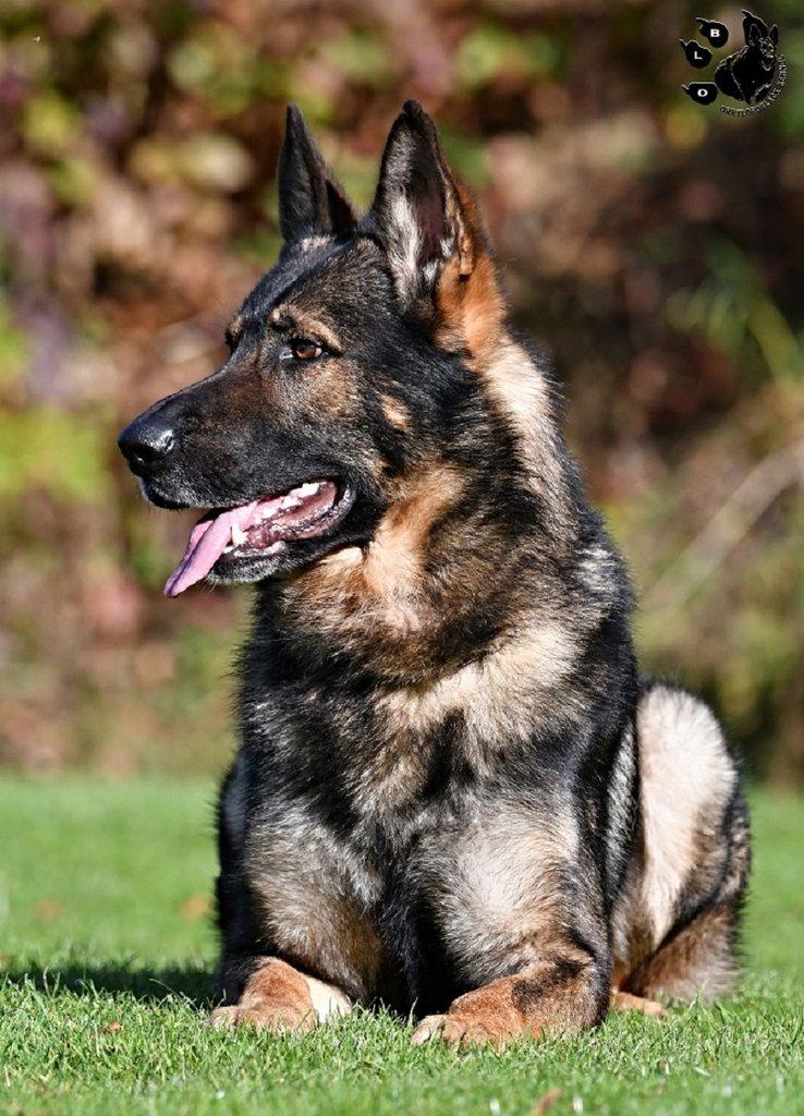 Německý ovčak štěnata z pp