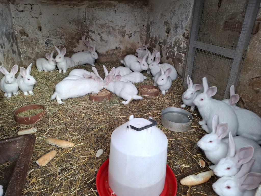 Prodám Francouzské Hyl samice a mladé